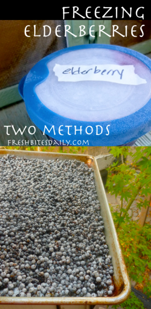 Freezing Elderberries: Tray freeze berries for the winter? We have a better idea!