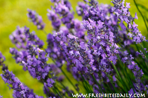 Are you fighting depression, sleeplessness, pain, skin irritation, or even monsters? Lavender's got your back....