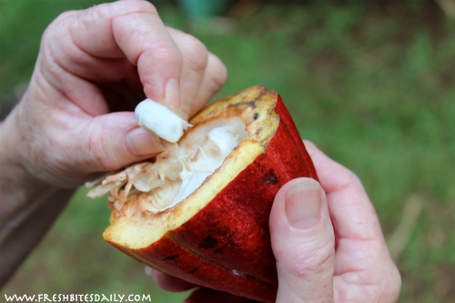 Seven strange-growing foods you will want to see -- Cacao