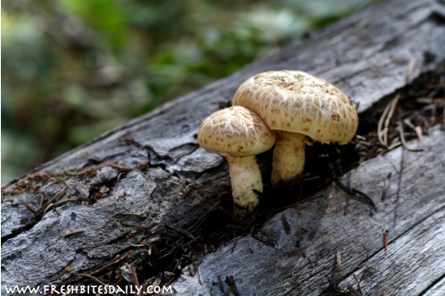 Seven strange-growing foods you will want to see -- Mushrooms
