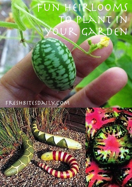 5 fun heirloom vegetables to plant in your garden