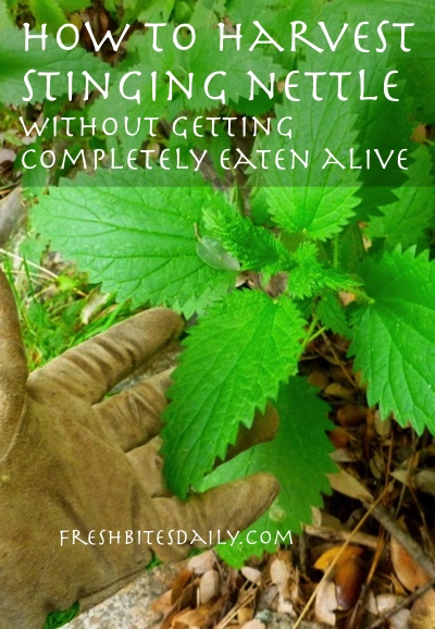 How to harvest stinging nettle without getting completely eaten alive