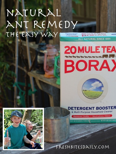 Natural remedy for ants in the home, kitchen, lawn, or garden