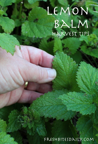 Harvesting Lemon Balm one Of My Favorite Herbs For Anxiety Fresh 