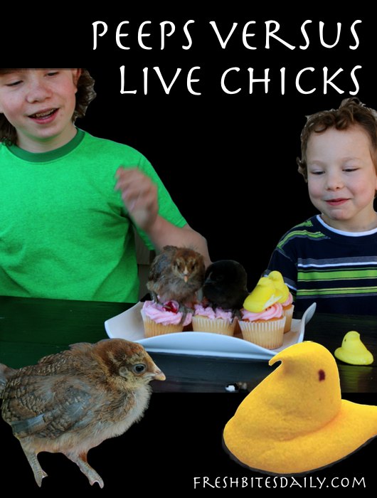 What looks better on a cupcake: A Peep or a live chick? Plus a Peeps tasting review.